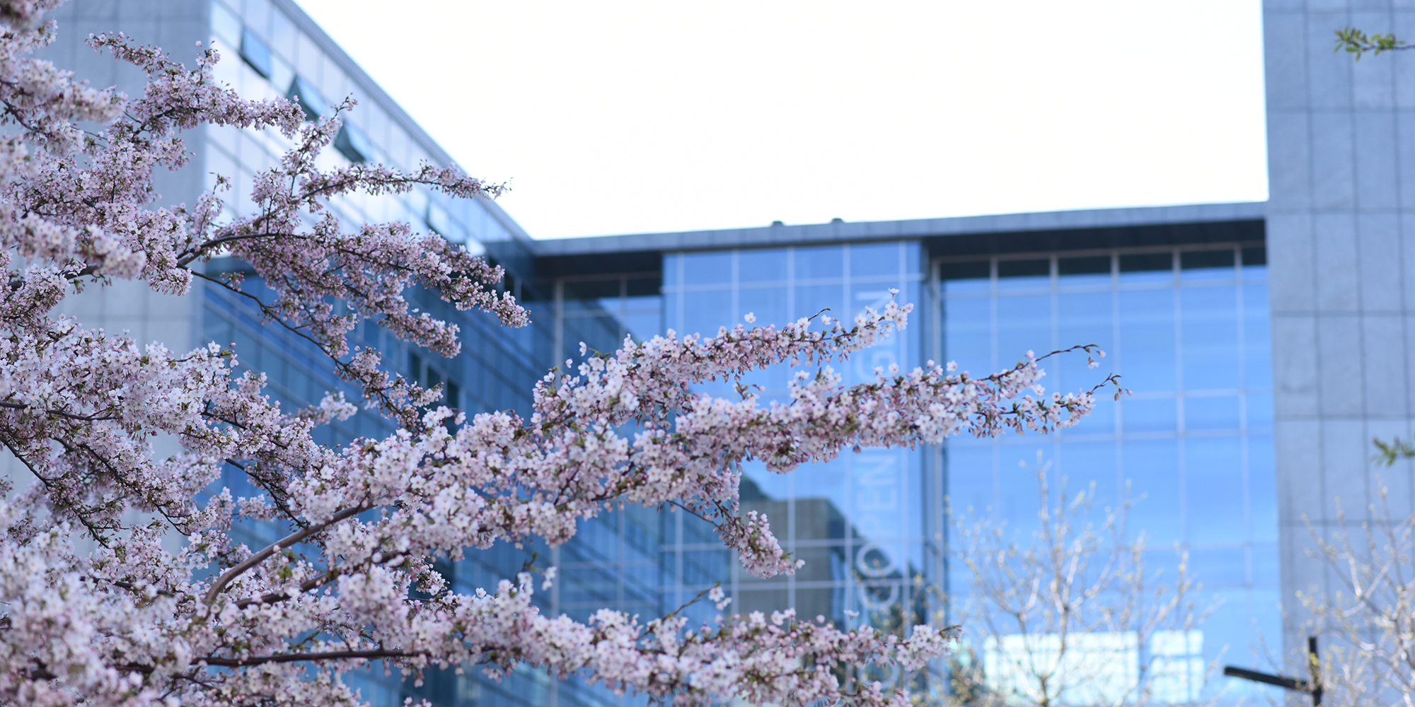 Billede af bygning med lyserøde blomster